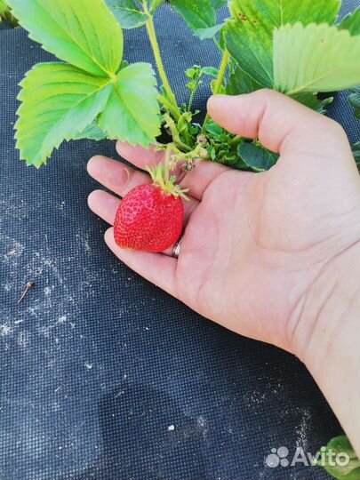 Клубника кусты