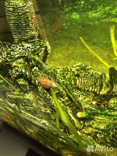 Улитка мелания