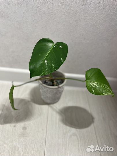 Монстера альба