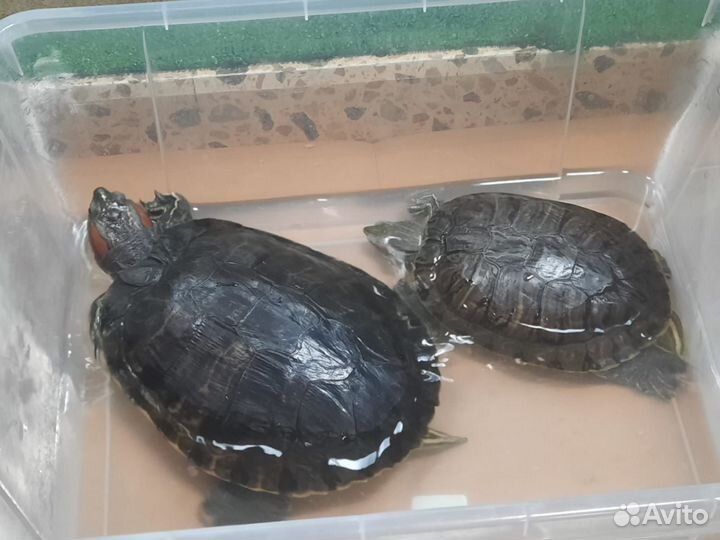 Красноухая черепаха бесплатно