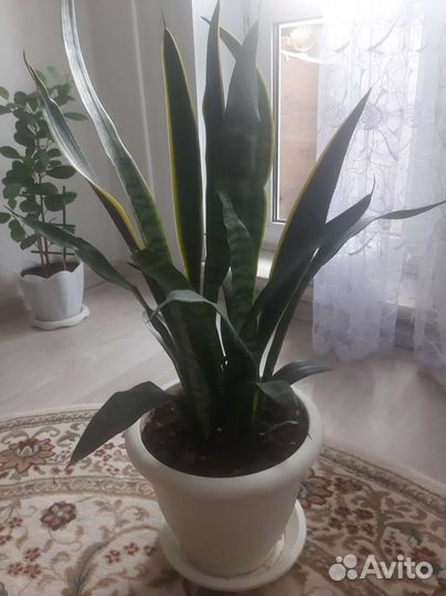 Сансевиерия