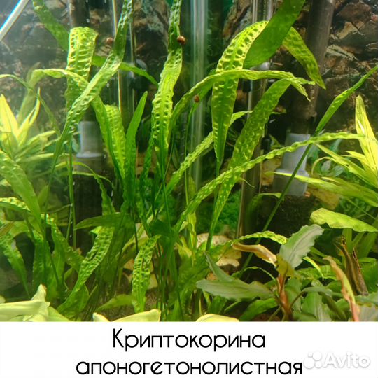 Аквариумные растения