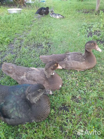 Мускусные утки тяжелые линии