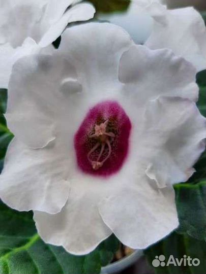 Глоксиния цветущая белая с сиреневым горлом