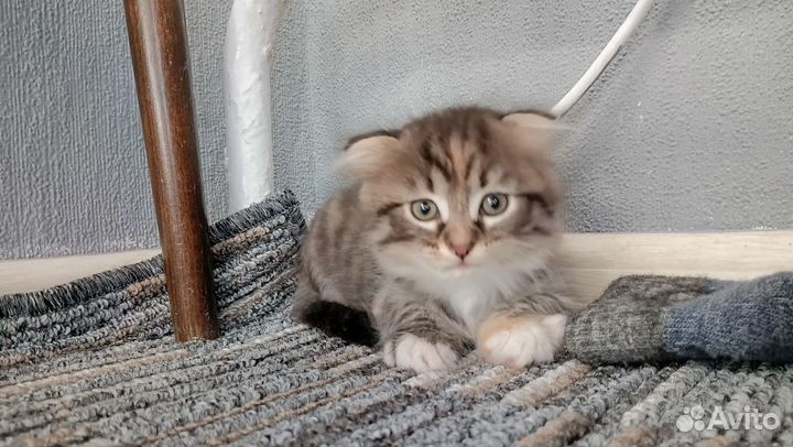 Кошка в дар
