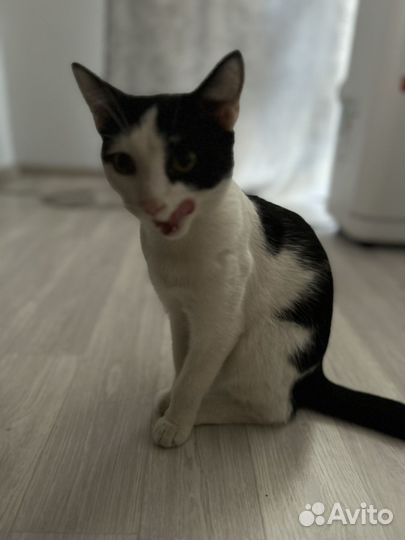 Отдам кота в добрые руки