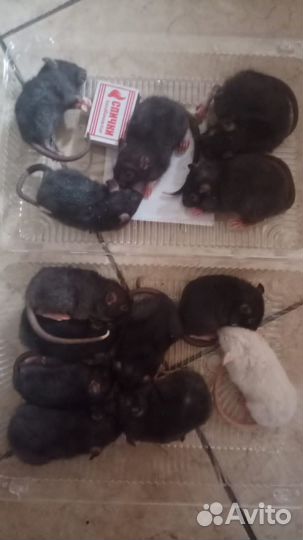 Таракан табачный И мёртвая голова Заморозка крыс