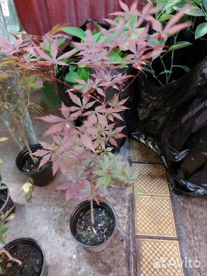 Клён красный