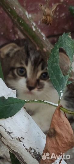 Вислоухие котята