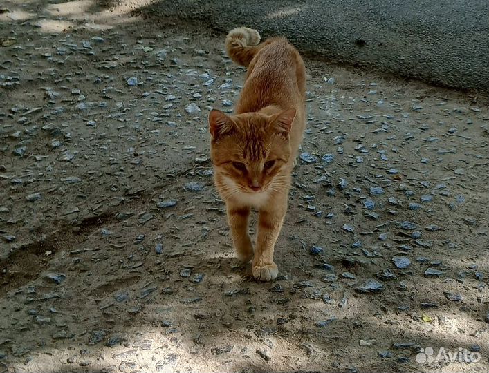 Кот в добрые руки