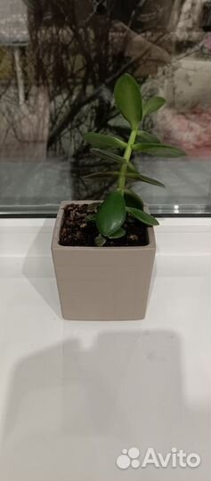 Денежное дерево толстянка с горшком