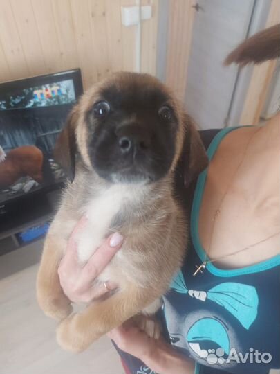 Щенки в добрые руки