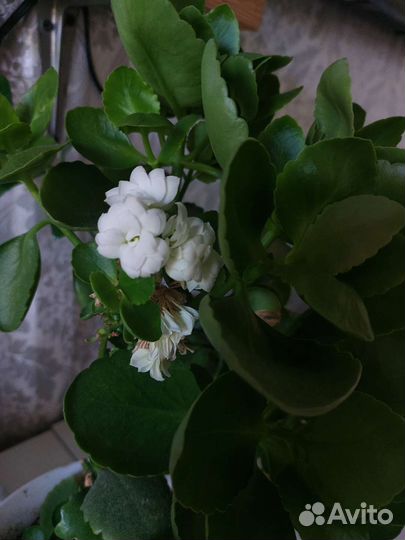 Каланхоэ белая