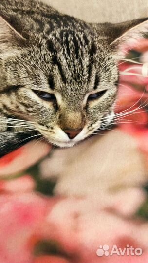 Кошка ждёт кота