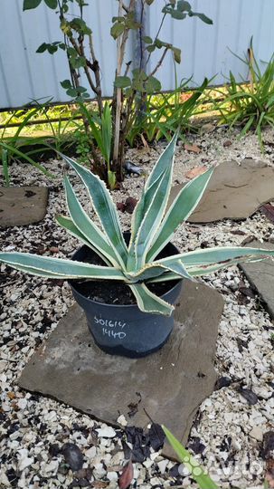 Агава американская