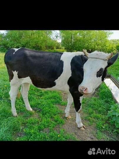 Тёлочка стельная