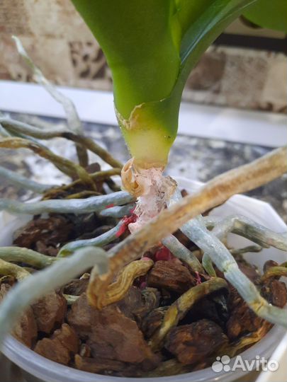 Орхидея фаленопсис