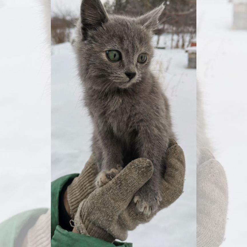 Британские котята