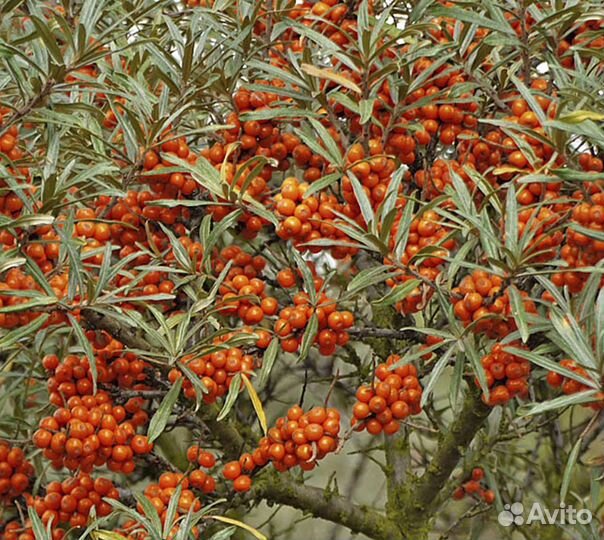 Облепиха саженцы