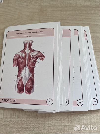 Карточки по Анатомии