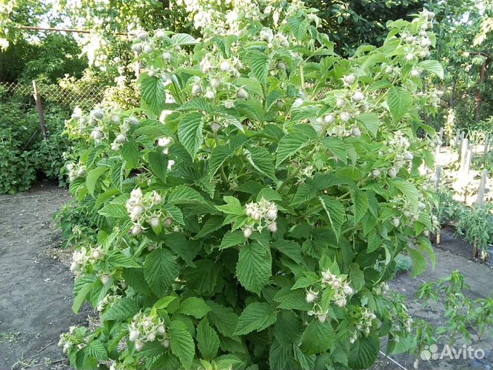 Продаем саженцы малины, малиновое дерево Таруса