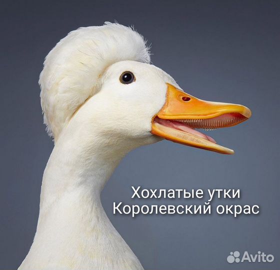 Индоселезни и Хохлатые утки