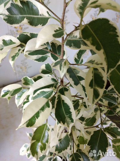 Фикус Бенджамина