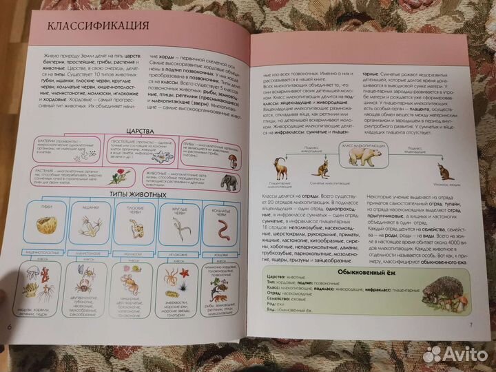 Книга животных, детские вещи