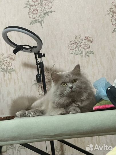 Шотландский красавчик ищет невесту