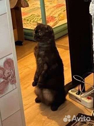 Шотландская вислоухая кошка бесплатно