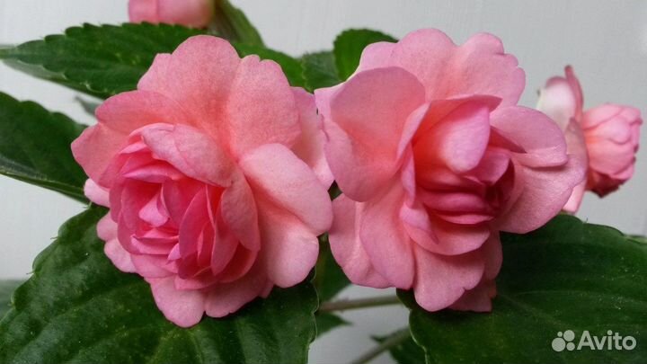 Бальзамины