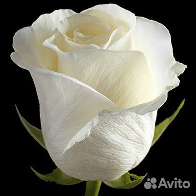 Роза Miss white 80 см