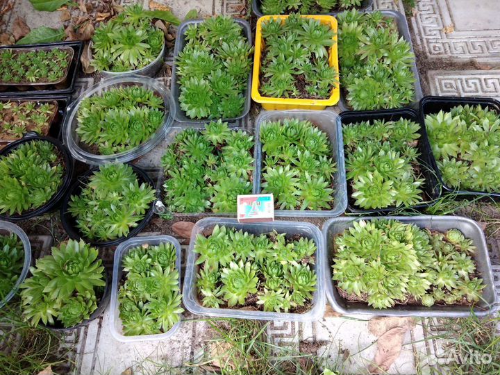 Почвопокровные суккуленты