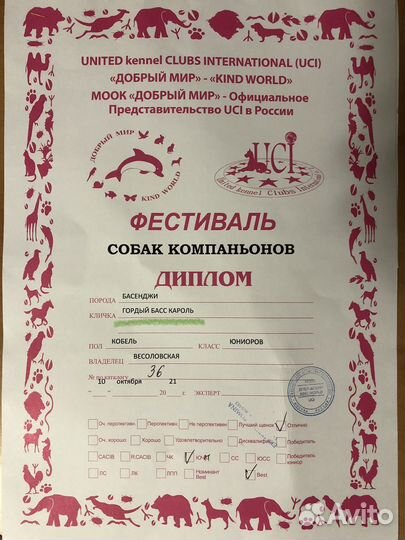 Вязка басенджи