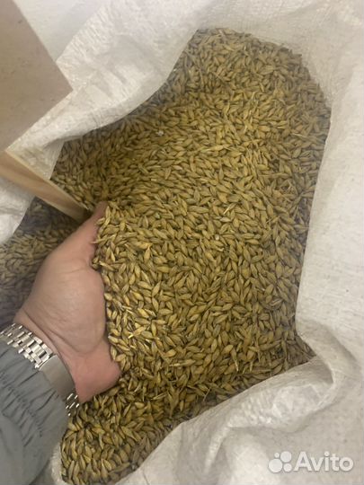 Пшеница, ячмень, кукуруза