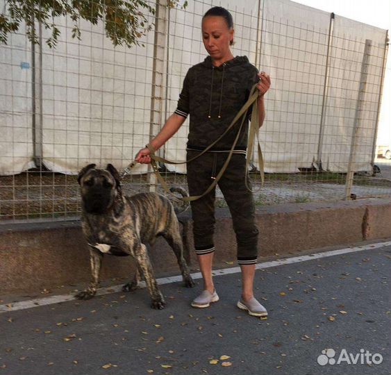 Преса Канарио (Канарский дог) Вязка