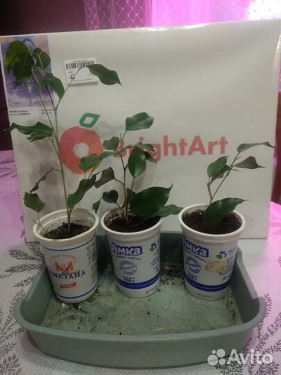 Фикус бенджамина