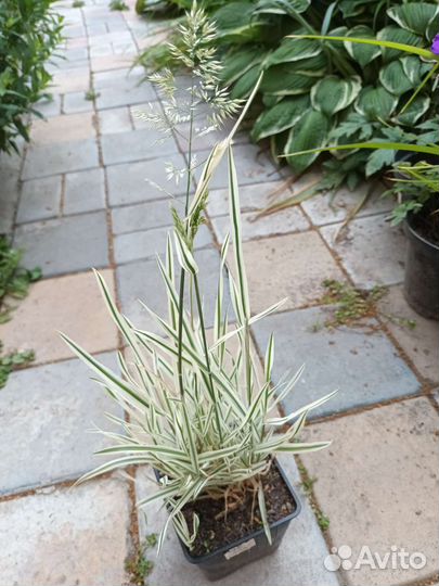 Растения для современного сада