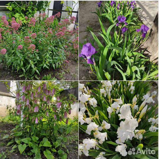 Цветы для сада