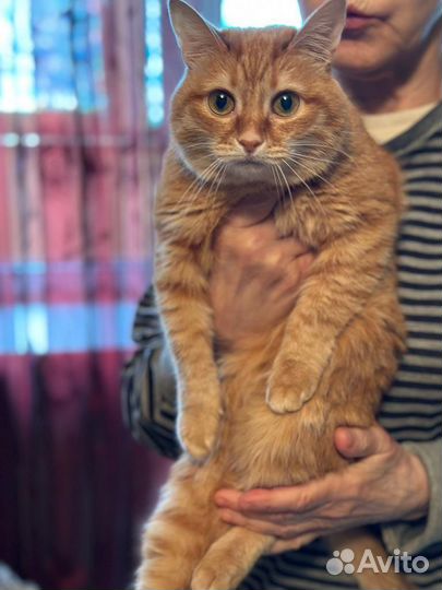 Кошечка Жуля. Бесплатно. В добрые руки