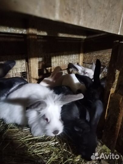 Калифорнийские кролики