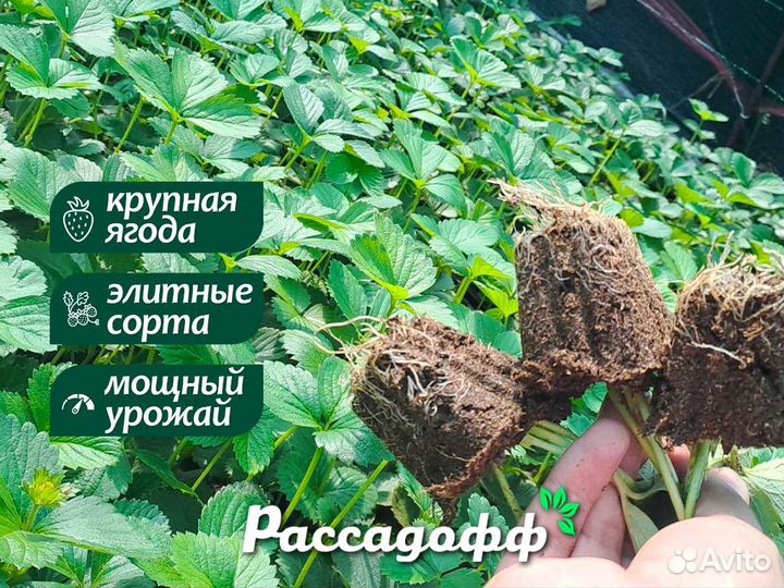 Рассада клубники. Опт от 64 шт