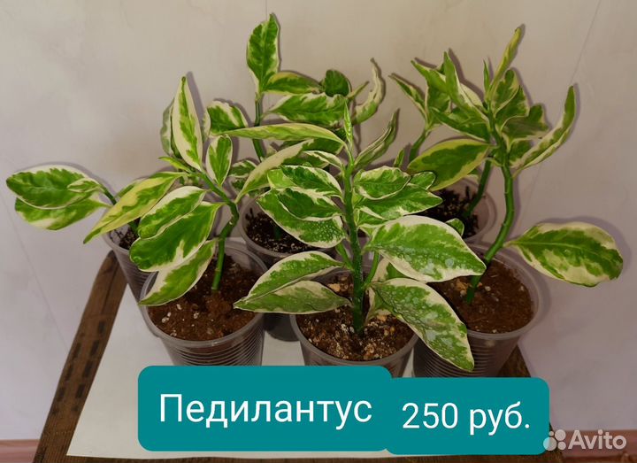 Комнатные цветы