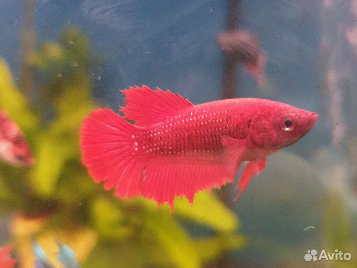 Аквариумные рыбы Петрушки и Курочки