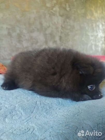 Померанский шпиц медвежьего типа