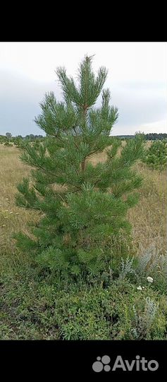 Продажа новогодней сосны