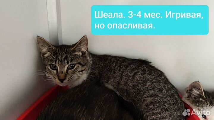 Котята в добрые руки