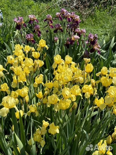 Ирисы эконом- набор