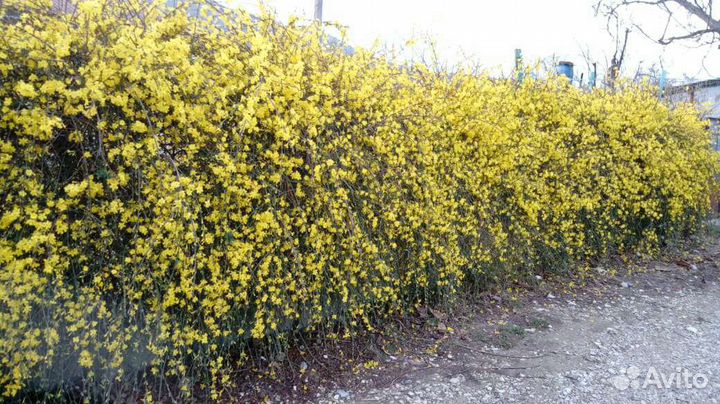 Жасмин голоцветковый