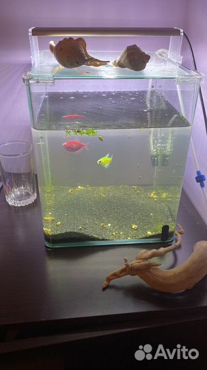 Аквариум